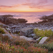 sea, Coast, Sunrise, rocks, Galicia, Spain, Plants, Flowers, Stones