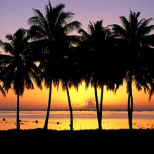 Great Sunsets, Palms, sea