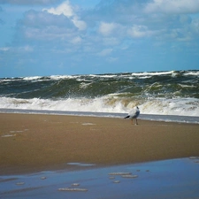 seagull, Waves, sea, Beaches, summer
