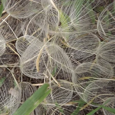 dandelion, Seeds