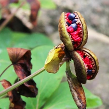 plant, Seeds