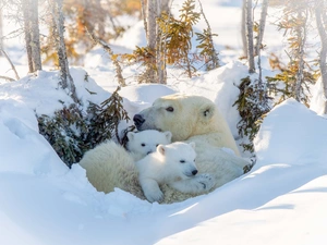 she-bear, winter, trees, viewes, Little bears, Polar Bears