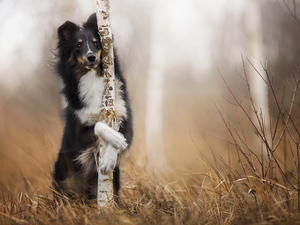 Bush, grass, shetland Sheepdog, birch, dog