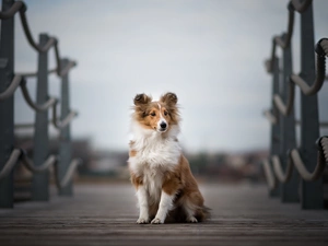 figure, bridges, shetland Sheepdog, Puppy, dog