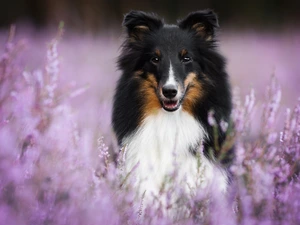 shetland Sheepdog, happy, muzzle, heather