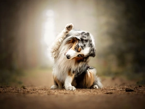 Path, dog, shetland Sheepdog