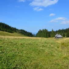Sheepfarm, Meadow, Zakopane