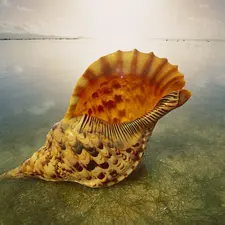 shell