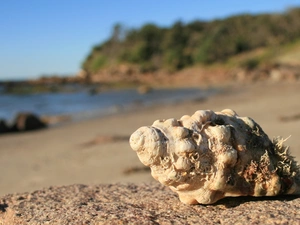 Beaches, Sky, sea, shell