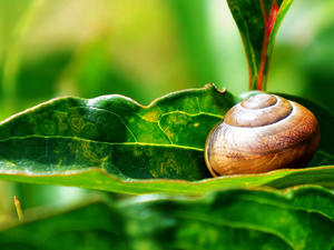 shell, Snail. Leaf