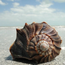 shell, Beaches, Sand