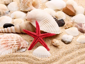Pebble, Sand, starfish, Shells, red hot