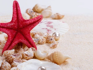 starfish, Sand, Pearl, Shells