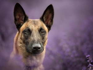 fuzzy, background, Belgian Shepherd Malinois, muzzle, dog