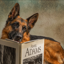 Book, dog, German Shepherd