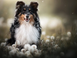 dandelions, dog, Scottish Shepherd