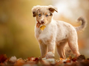 autumn, Leaf, Australian Shepherd, Puppy, dog