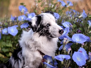 blue, bindweed, Australian Shepherd, Flowers, dog