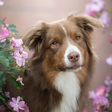 Bush, Flowers, Australian Shepherd, muzzle, dog