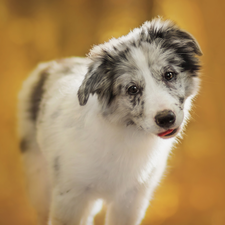 Grey-White, Australian Shepherd, Puppy, dog