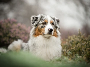 Plants, Bokeh, Australian Shepherd, muzzle, dog