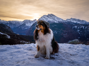 snow, Mountains, Australian Shepherd, Hat, dog