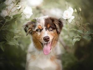 White, roses, Australian Shepherd, tongue, dog