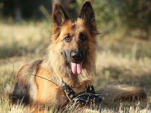 Meadow, grass, German Shepherd, muzzle, dog