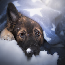 snow, muzzle, German Shepherd, Blanket, dog