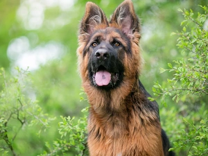 tongue, Bush, German Shepherd, muzzle, dog