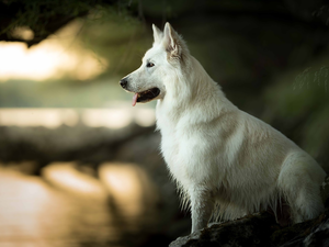 dog, White Swiss Shepherd