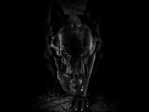 Black, Black German Shepherd, black background, dog