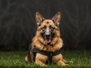 grass, dog, German Shepherd