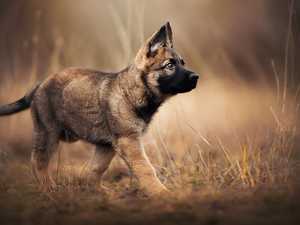 Belgian Shepherd Malinois, dog, Puppy