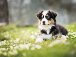 Meadow, Puppy, Australian Shepherd