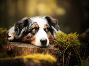 Australian Shepherd, Moss, forest, trunk