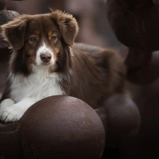 Orbs, dog, Australian Shepherd