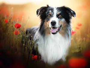 papavers, dog, Australian Shepherd