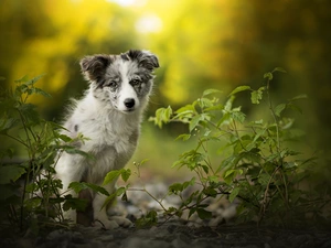 Plants, Puppy, Australian Shepherd
