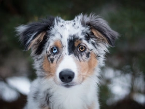 color, Eyes, Australian Shepherd, muzzle, Puppy