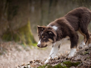 Puppy, dog, Australian Shepherd