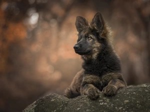 stone, Puppy, German Shepherd