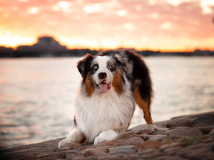 Stones, dog, Australian Shepherd