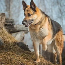 Stones, dog, German Shepherd