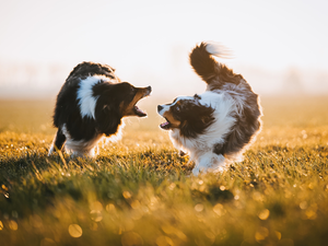 Two cars, Australian Shepherds, play, Dogs