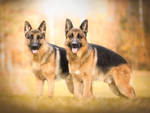 Two cars, German Shepherds