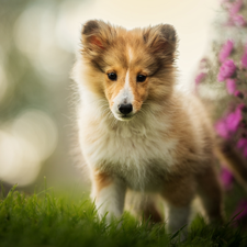 shetland Sheepdog, dog, Flowers, grass, muzzle, Puppy