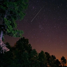 trees, Night, Shooting, starfish, viewes, Sky