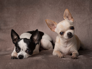 Two cars, puppies, Short-haired Chihuahua, Dogs