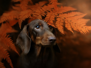 Leaf, Fern, Dachshund Shorthair, muzzle, dog
